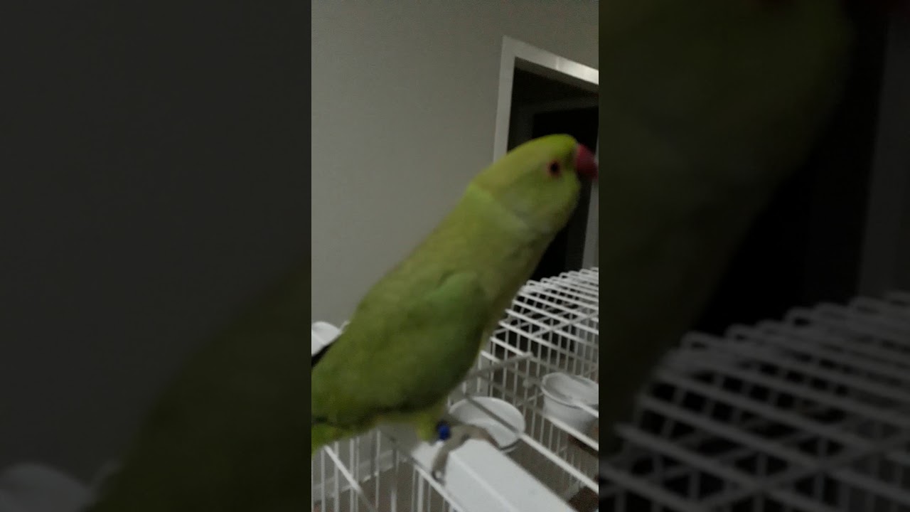 ring neck falando