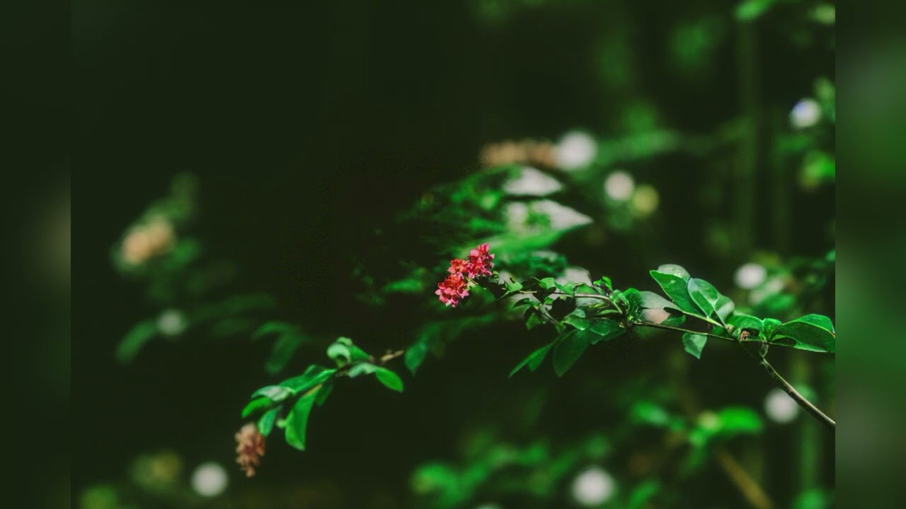 Relaxing Music With Bass ||CopyrightFree ||Rainy Night || #viral #music #copyrightfree