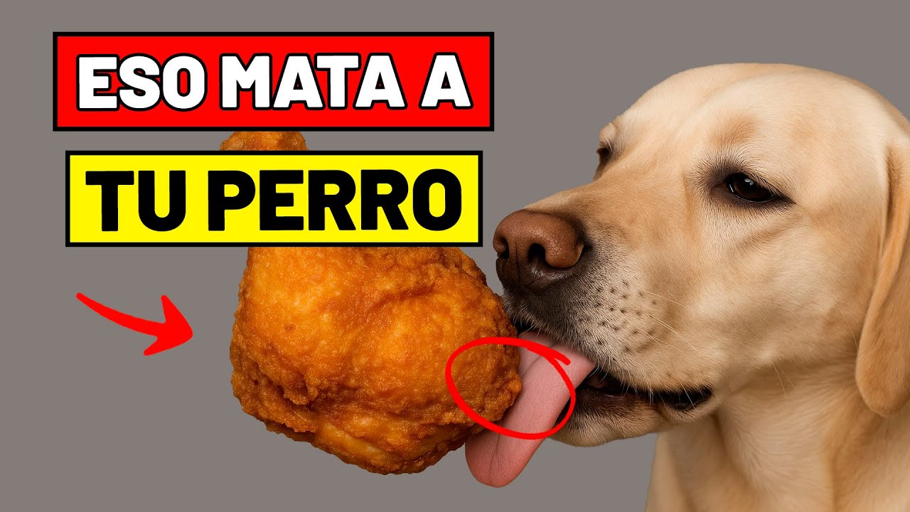 7 Alimentos COMUNES que Están MATANDO a tu Perro Sin Que Lo Sepas