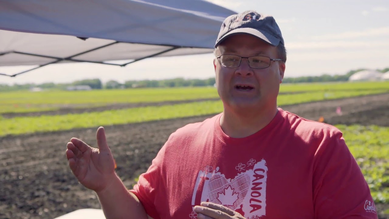 Canola Insect Pest Management  with Keith Gabert