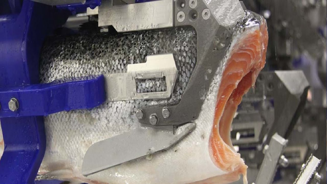 HOW SALMON FILLET ARE PROCESSED IN FACTORY l HOW IT'S PREPARED