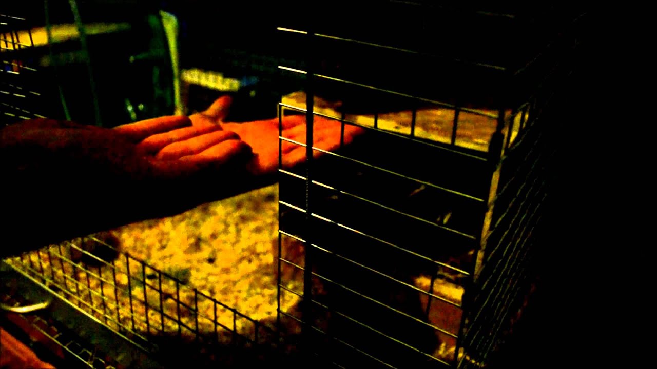 holding degus