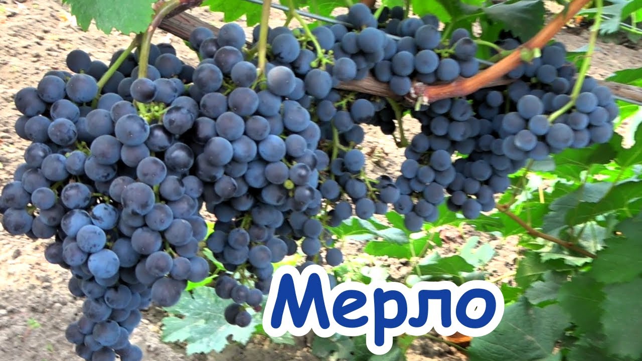 Виноград МЕРЛО: лучшая винная классика
