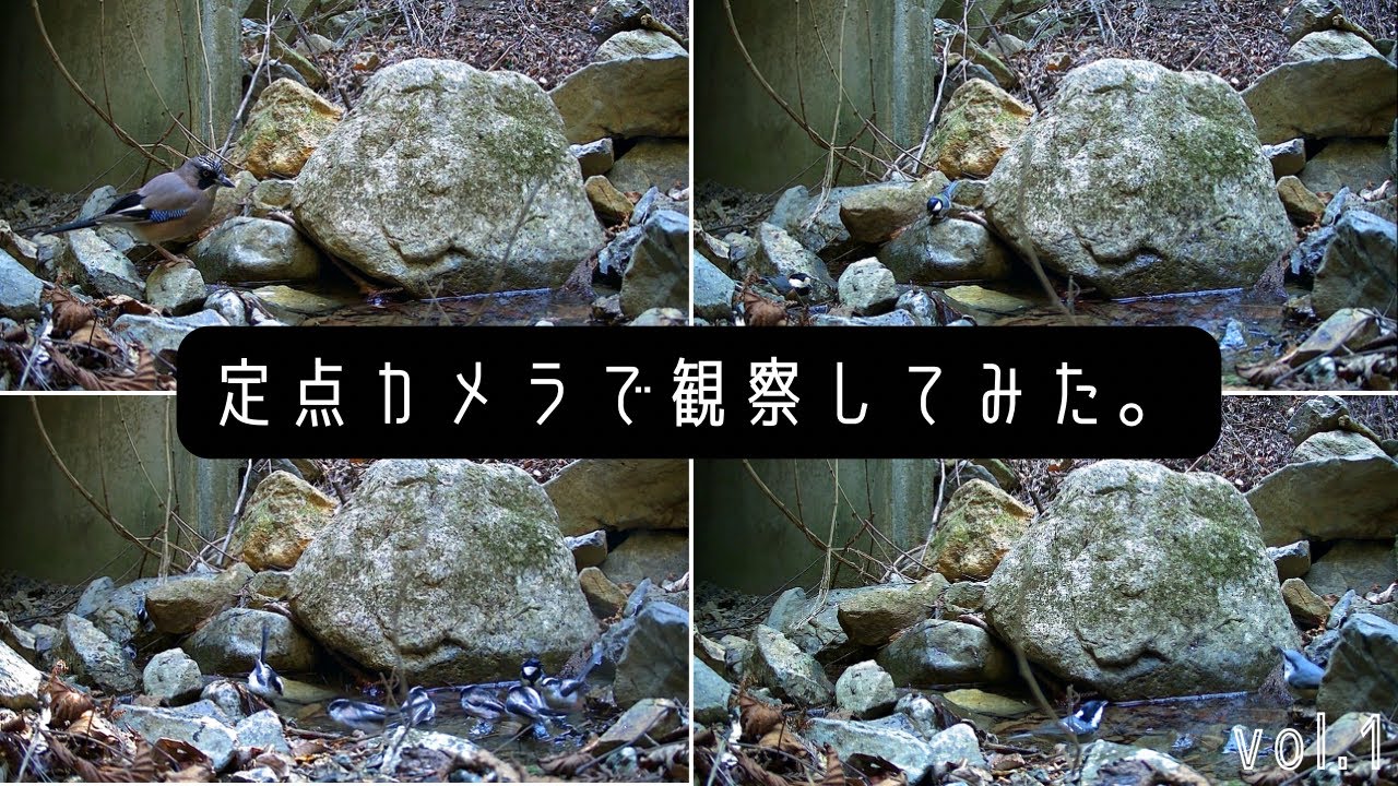 vol.1 定点カメラで観察してみたら、鳥たちの風呂場を発見した。