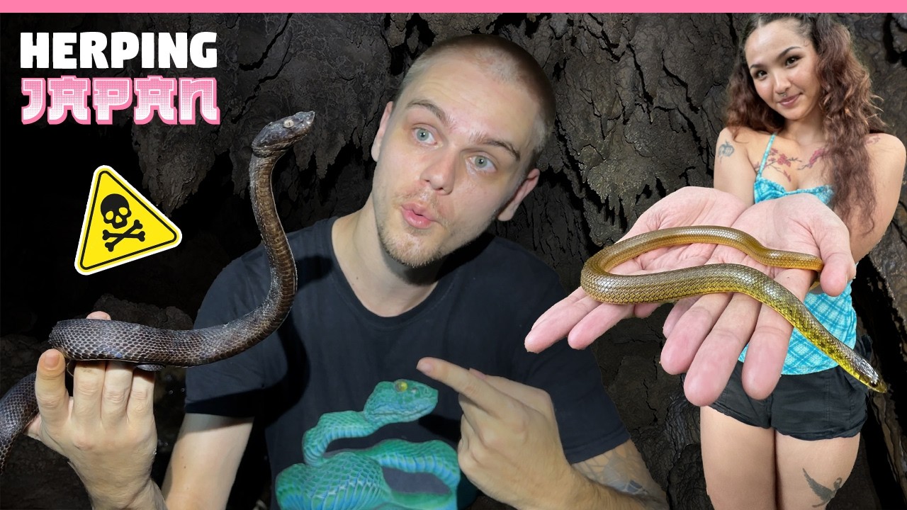 RARE BLACK VIPER FOUND IN JAPAN! Pt.2