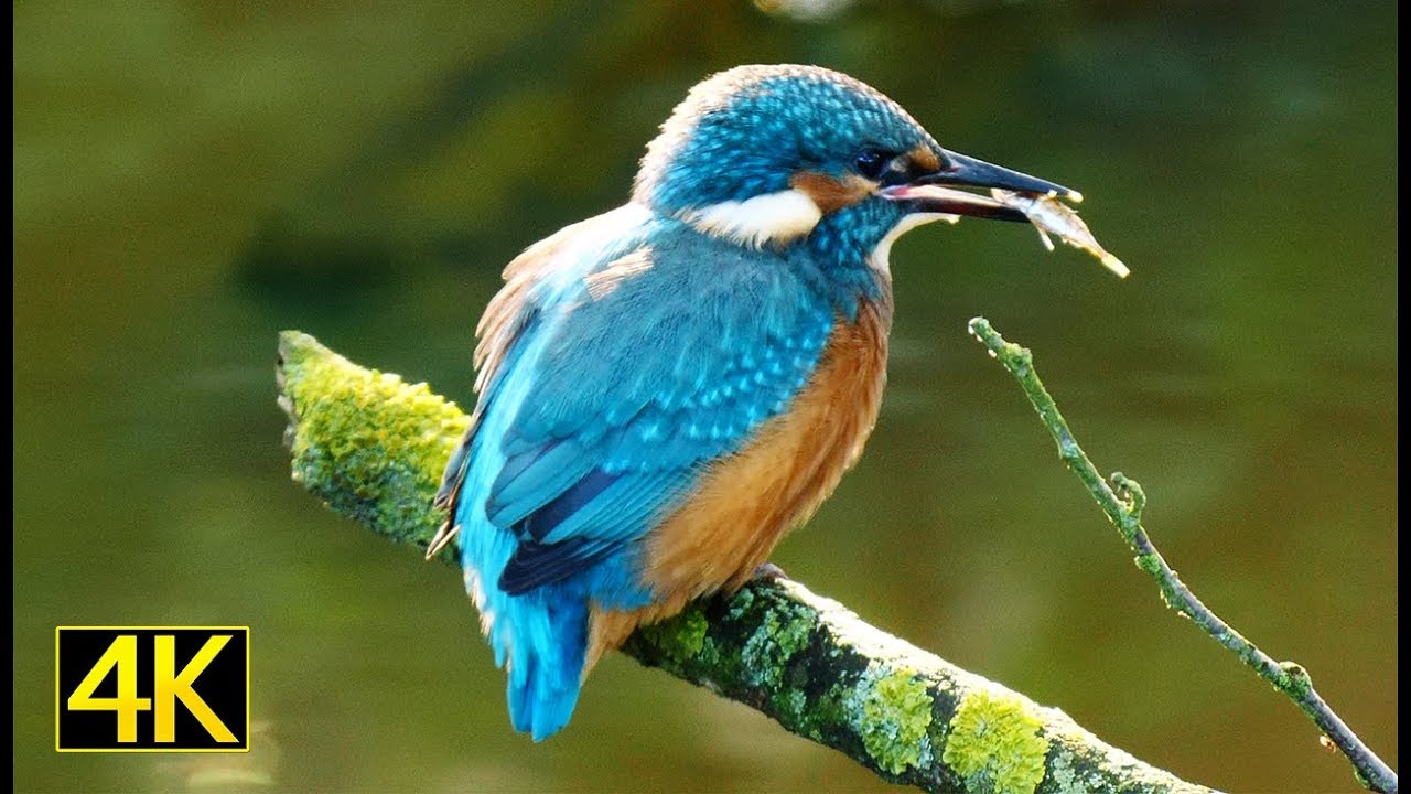 Der Eisvogel bei der Jagd (Kingfisher fishing) [4K]
