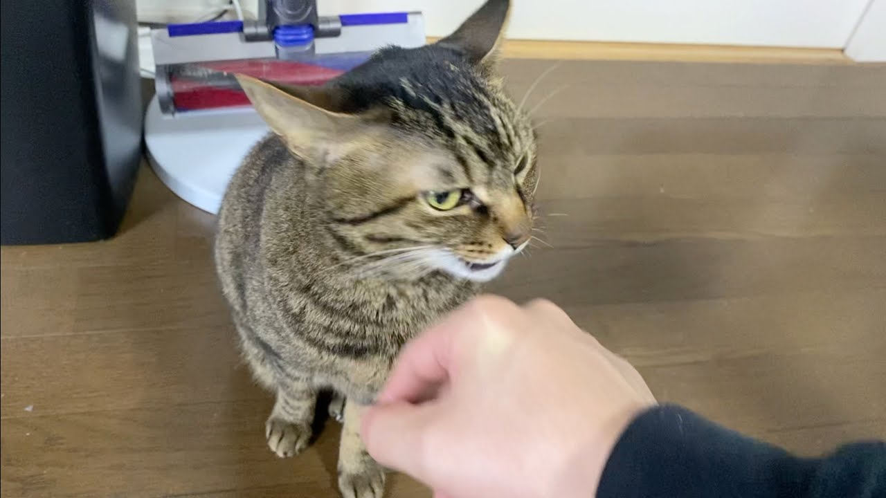 てんちゃん♀とガチで喧嘩しました...