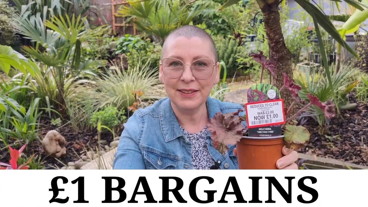 109. Yuccas, Palms, Sempervivum, Bargain Grasses & Heucheras