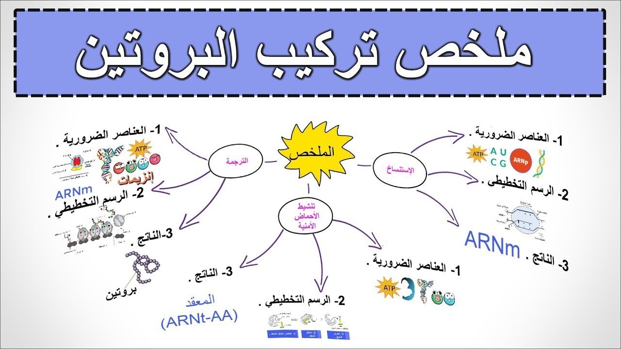 ملخص الوحدة 1 : تركيب البروتين 🎯 .
