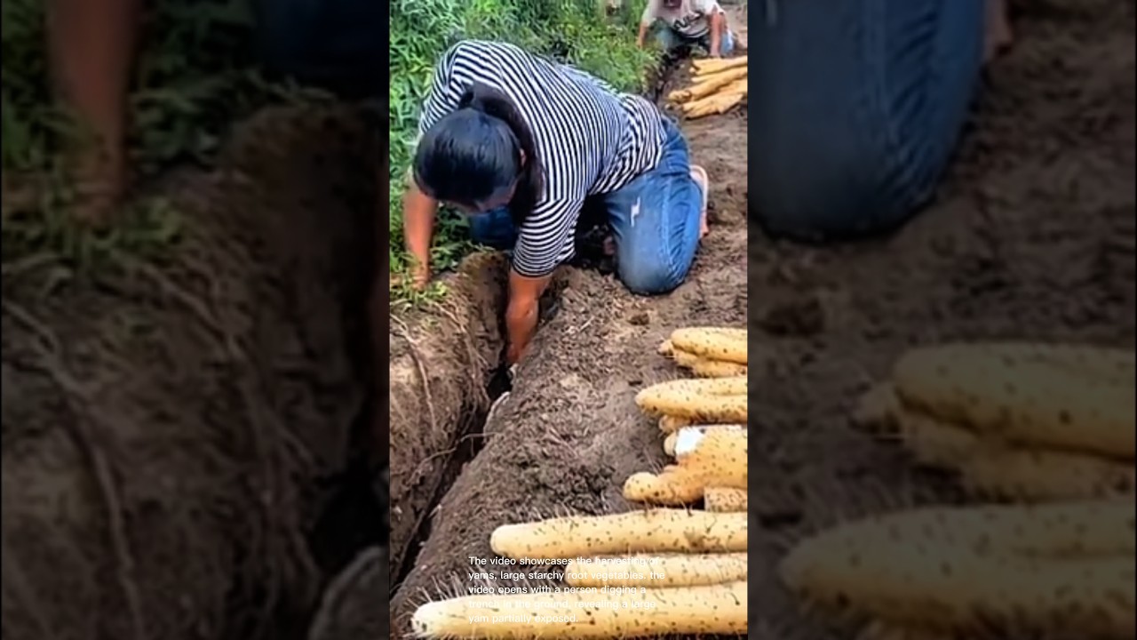 Massive yam harvest: impressive root vegetables process