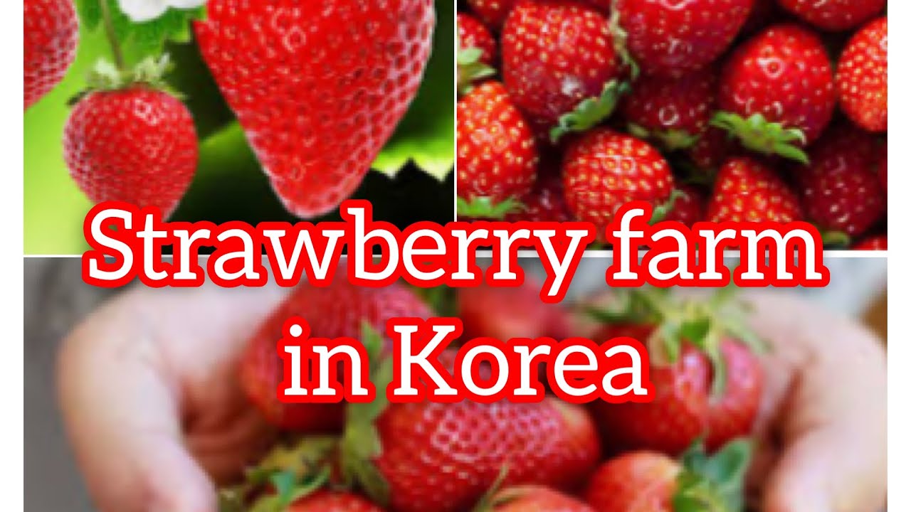 Strawberry garden in Seoul,South Korea