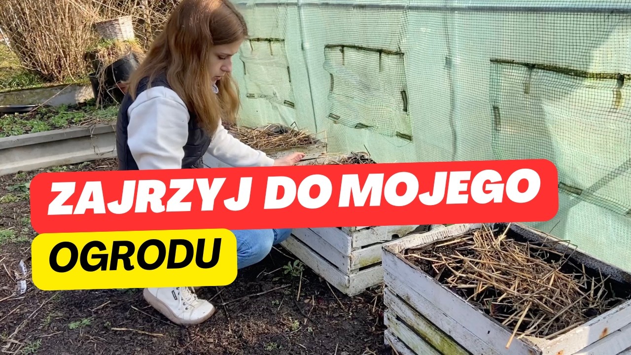 Przegląd warzywnika w marcu 🌱 co już rośnie