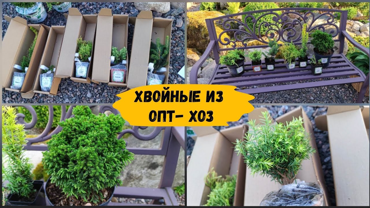 Хвойные из Опт - Хоз