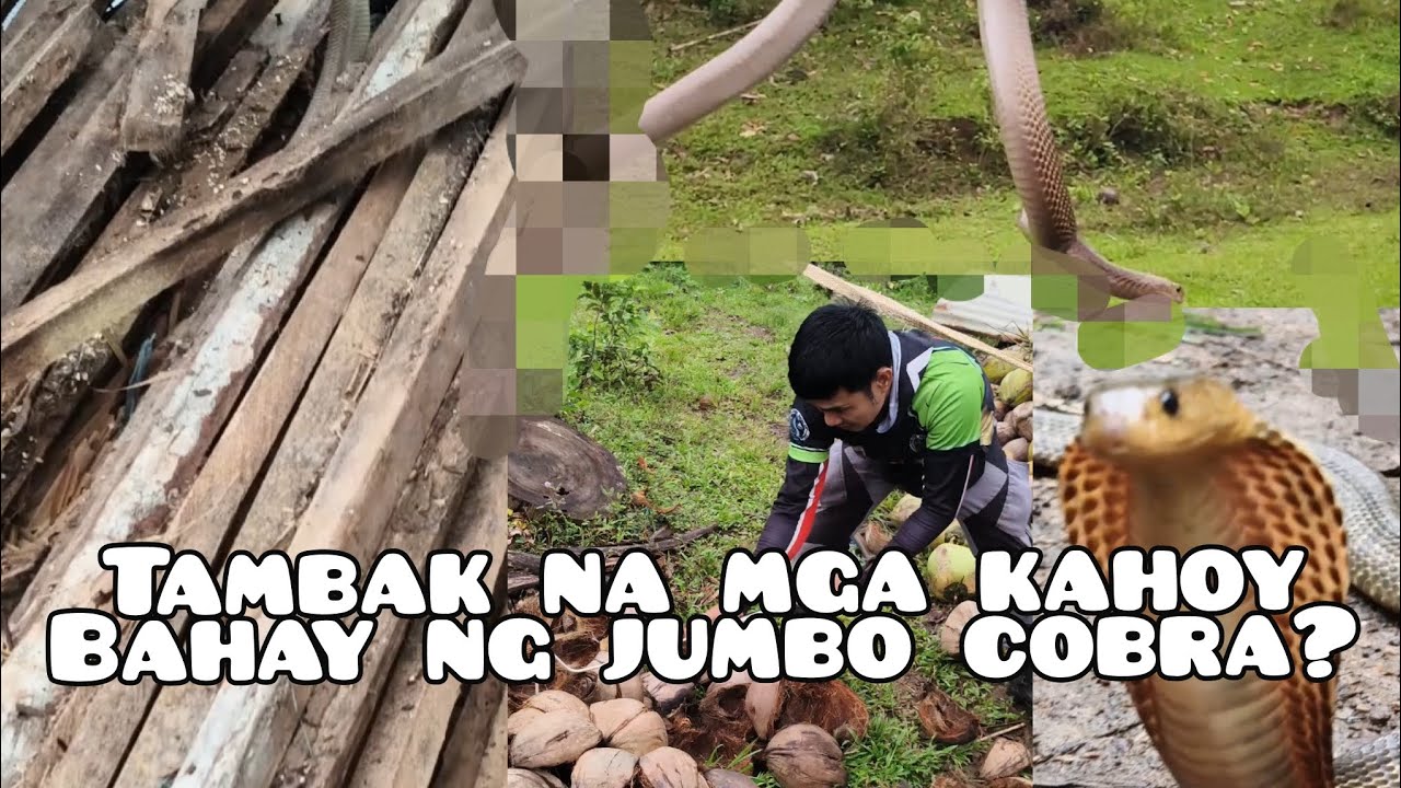 Tambak na mga Kahoy, Tirahan ng Cobra