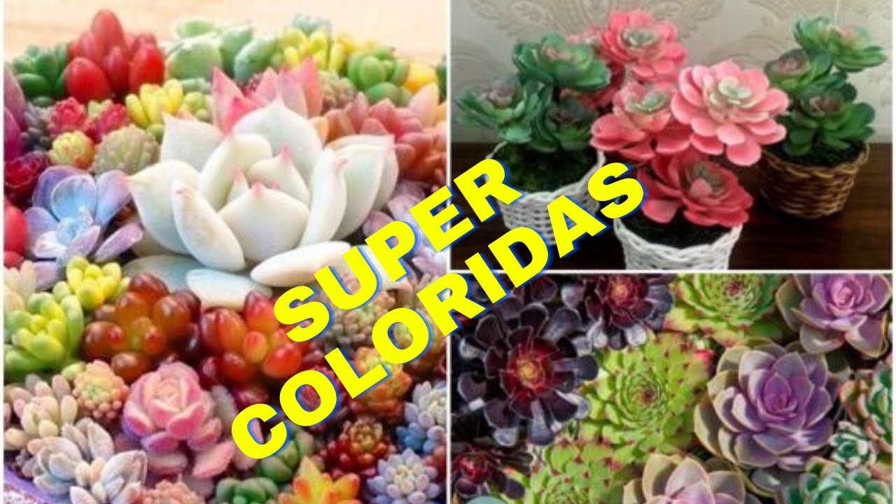 suculentas coloridas aprenda [Fa&ccedil;a Em Casa]