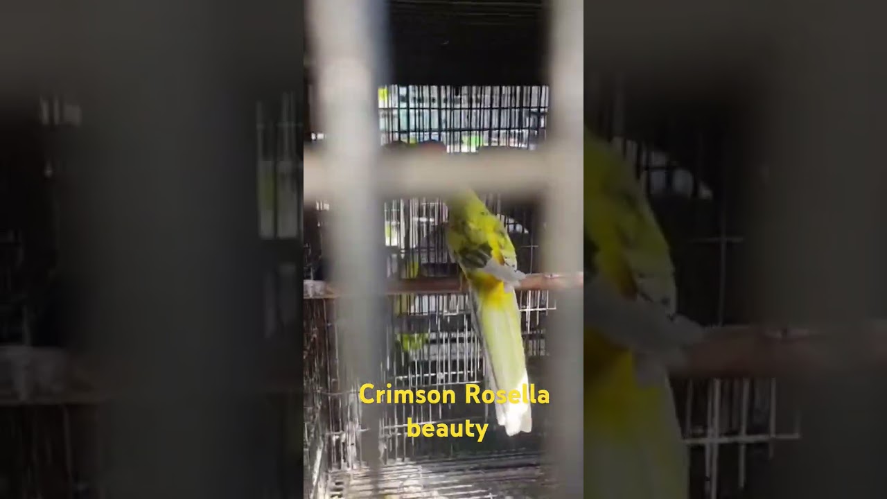yellow pied crimson Rosella Male Red cinnamon crimson Rosella female