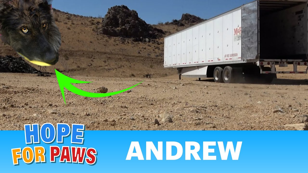 German Shepherd abandoned in a landfill & 2 dogs. They were taken away, leaving him behind. #hope