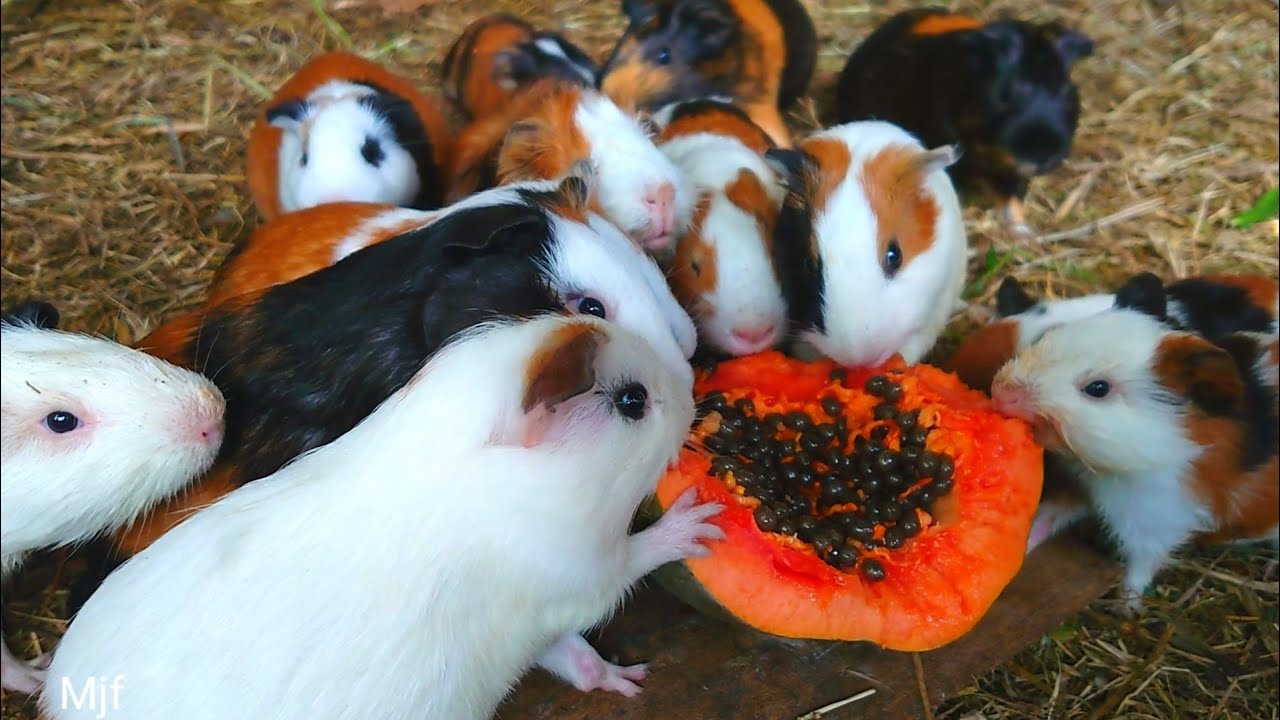 Cute guinea pig eating papaya fruit, Guinea pigs eating ASMR , funny Guinea pig videos 