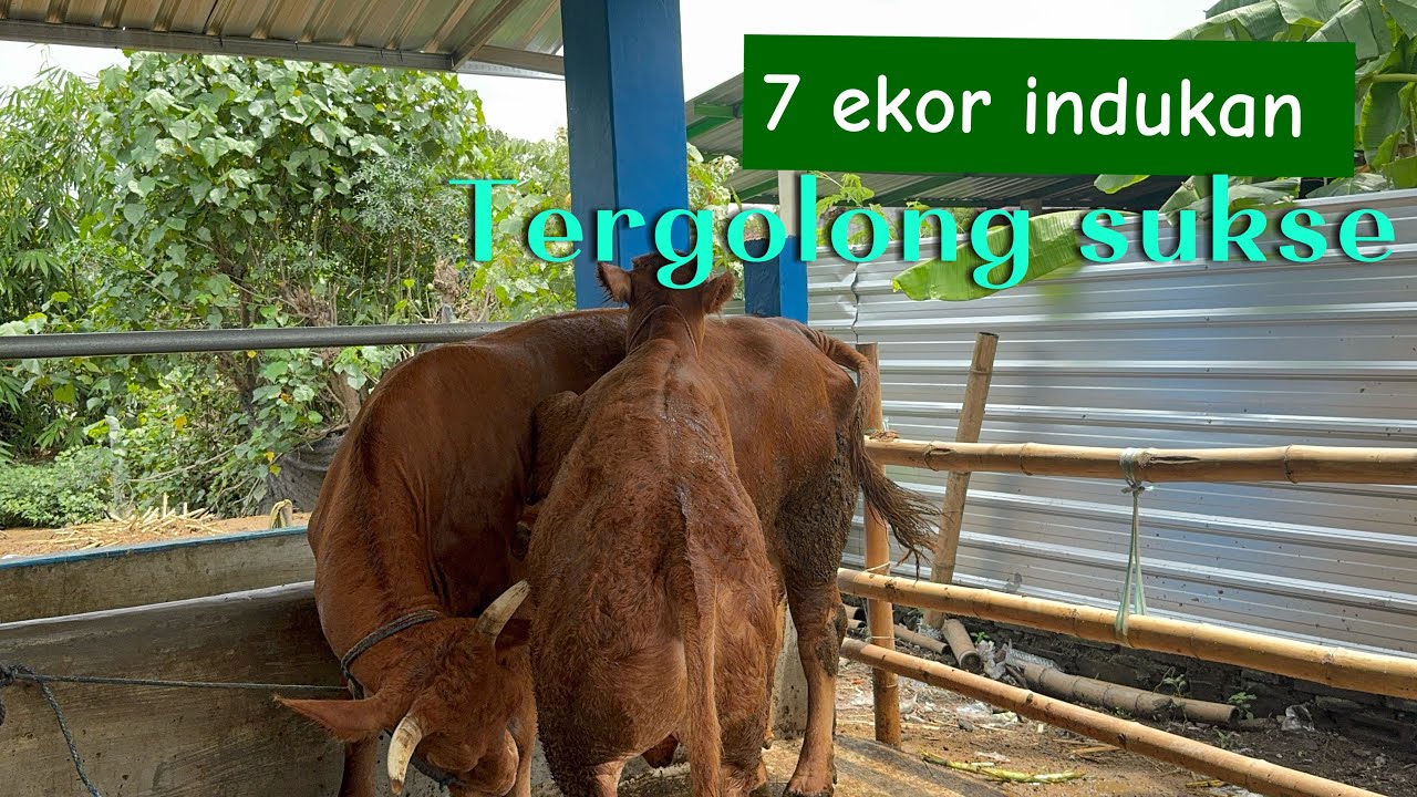 BREEDING SUKSES MULAI BERTAHAP LEMBU PRAJA FARM 