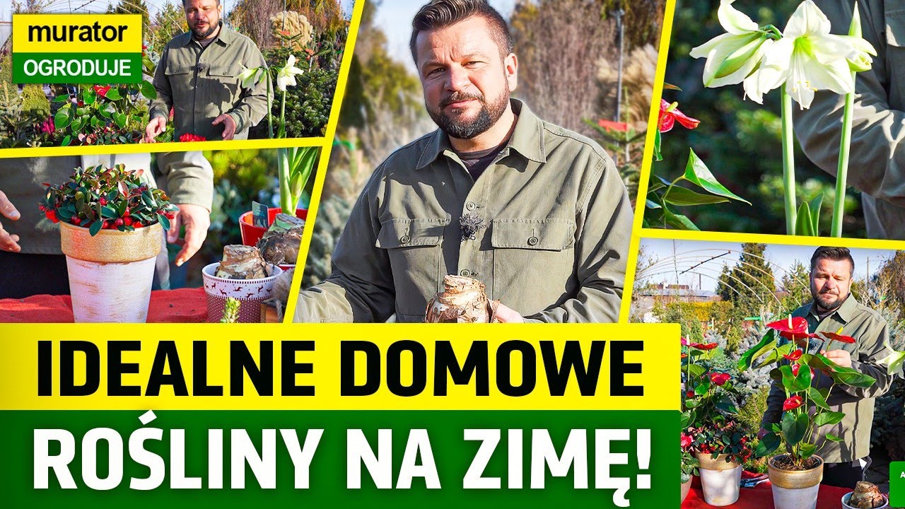 Murator Ogroduje: Rośliny, które kwitną w domu w grudniu