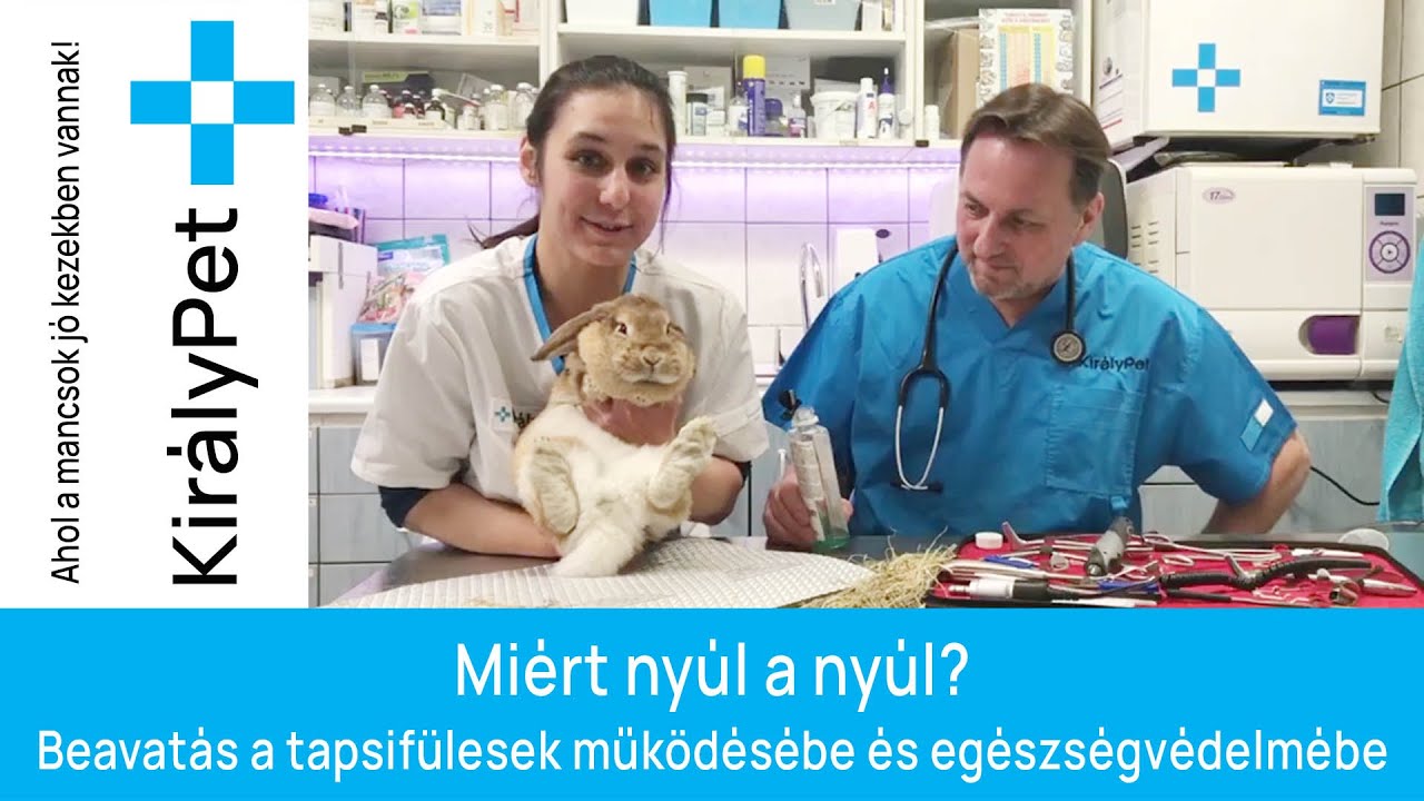 🐰 Miért nyúl a nyúl? Beavatás a tapsifülesek működésébe és egészségvédelmébe