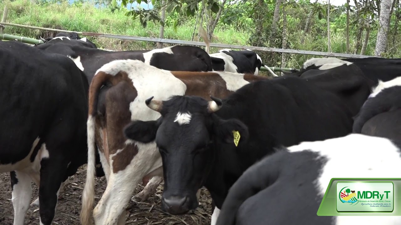 FONADIN fomenta la producción lechera en Cochabamba