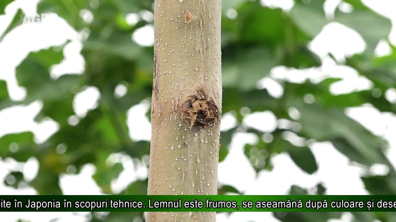 AGRO TV News &ndash; Paulownia - copacul cu cea mai rapidă creștere de pe Păm&acirc;nt
