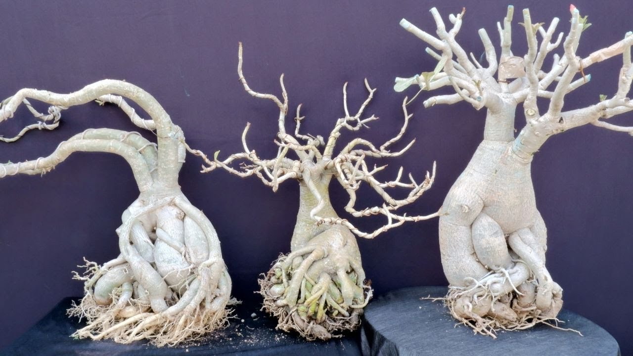 Adenium  Top 3 ways to Grow Big Caudex