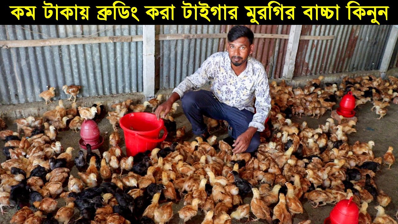 গাজীপুর থেকে কম টাকায় ব্রুডিং করা টাইগার মুরগির বাচ্চা কিনুন।Morgi Farming