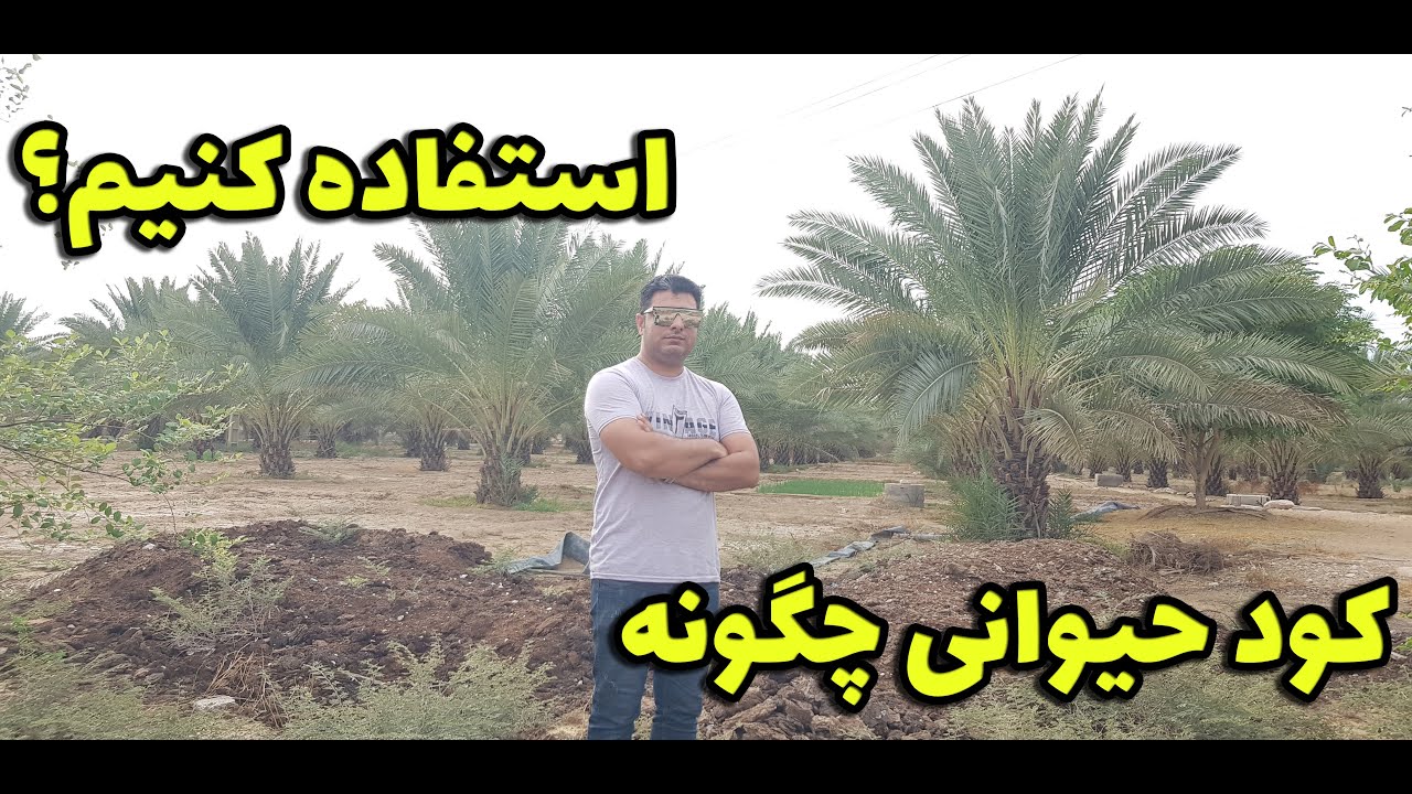 کود حیوانی در باغ خرما چگونه استفاده کنیم؟؟؟🌴