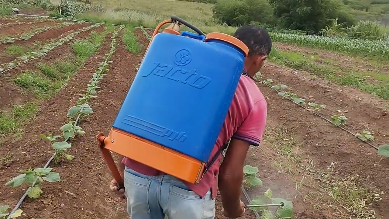 Plantação de pepino 🌱🌱🌱🌱💧