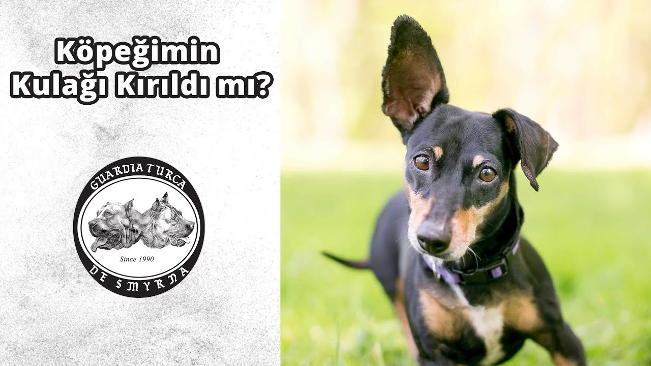 Köpeğimin Kulağı Kırıldı mı?