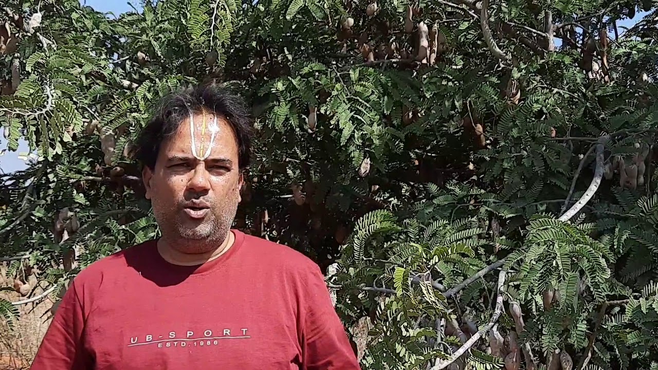 Organic tamarind cultivation