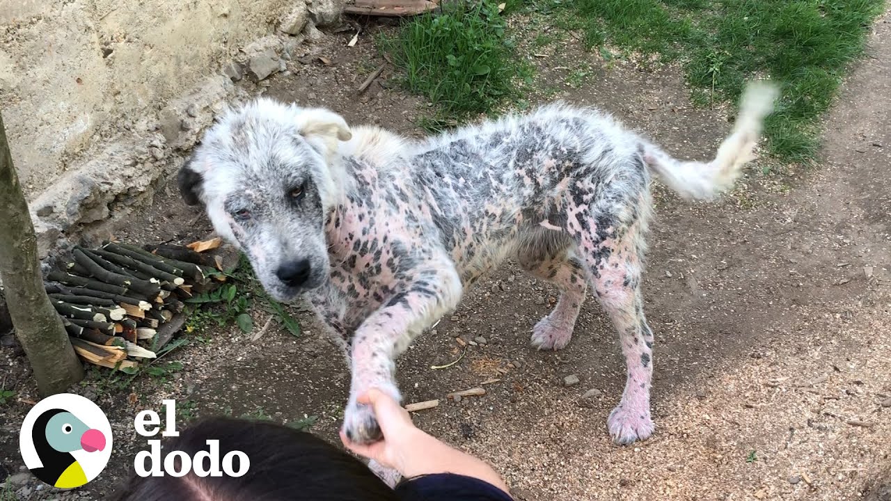 Perrita se rehúsa a ser rescatada sin si mejor amigo I El Dodo