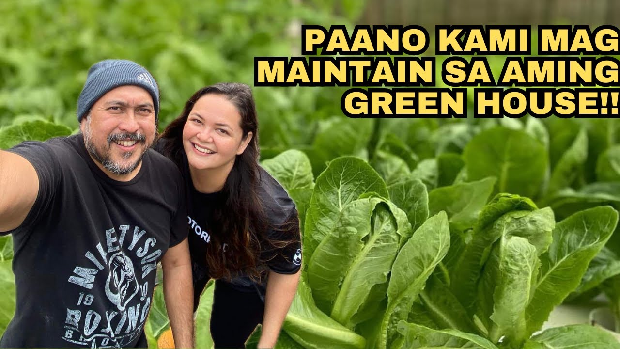 HYDROPONIC LETTUCE: Proper Management in Green House