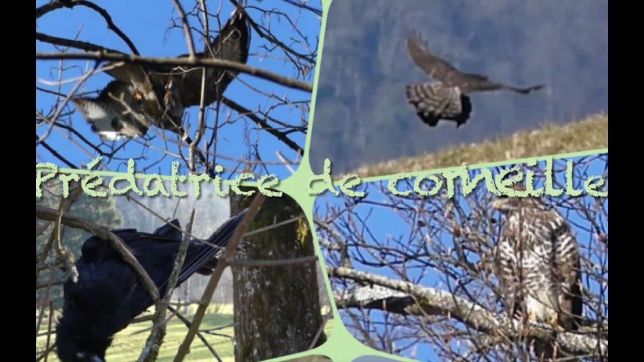 Autour des palombes tuant une corneille, buses etc..., Grandvillard, Suisse/ Goshawk killing a crow
