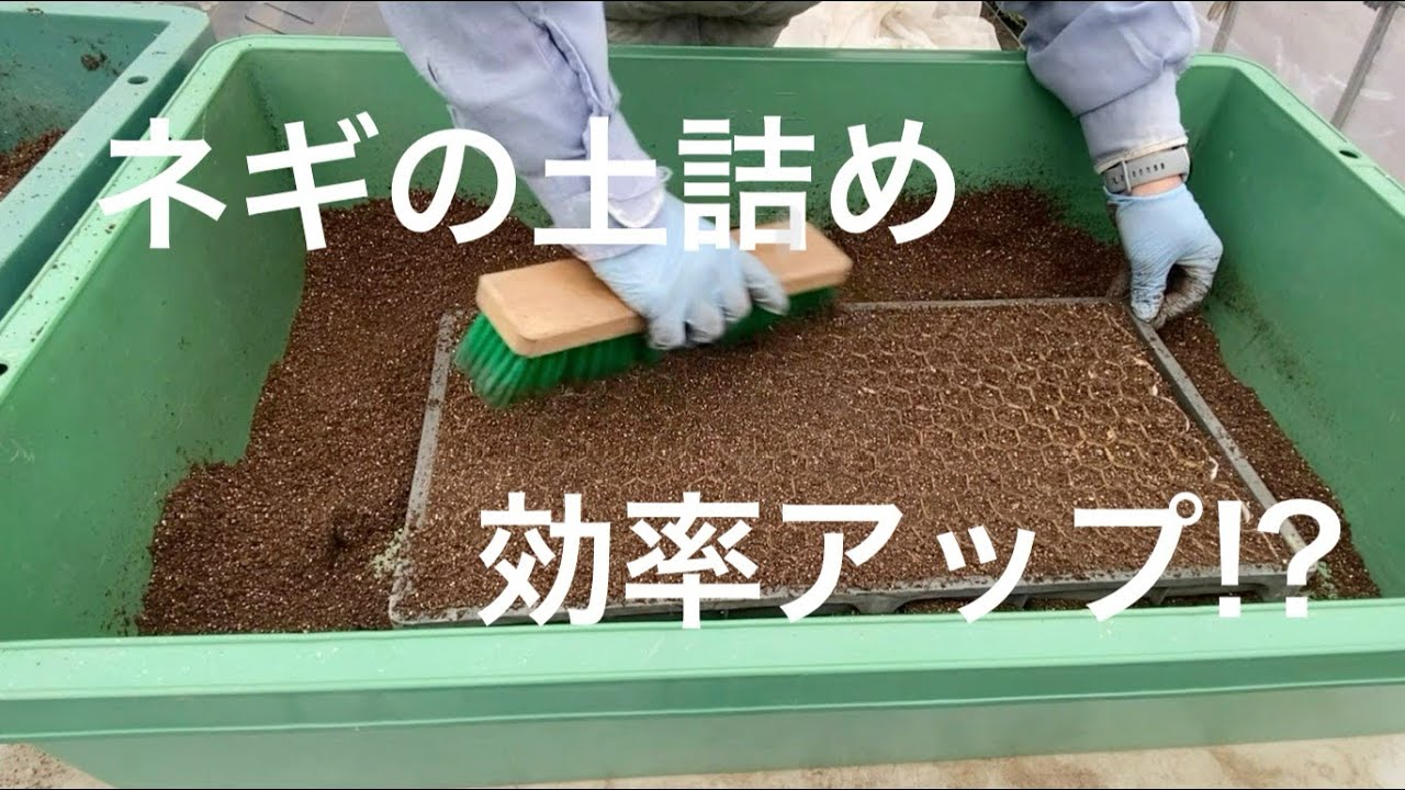 2026年【ネギ培土】ポイントはブラシの使い方！？