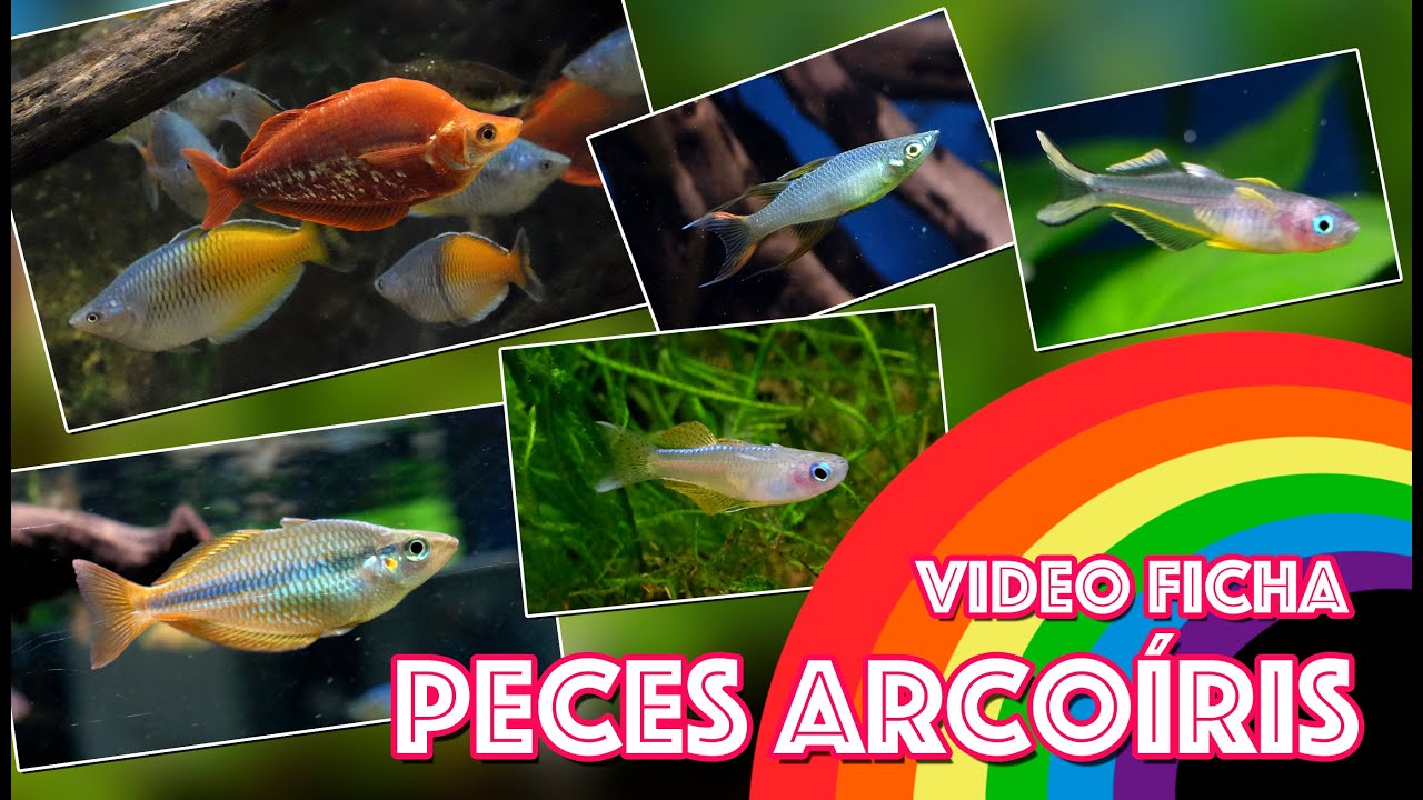 Peces 🐟 Arcoíris 🌈 - Video 🎥 ficha