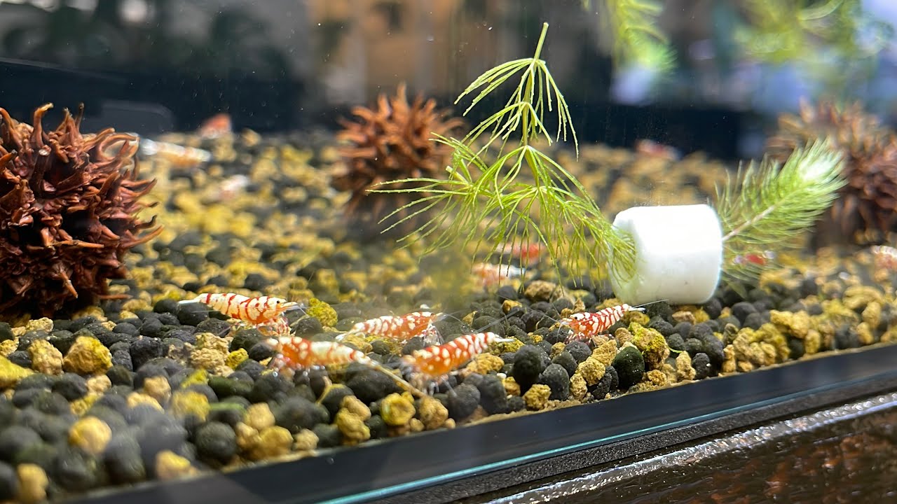 【意外と知らない🤔】アクアリウムで重宝する「マツモ🌿」✨