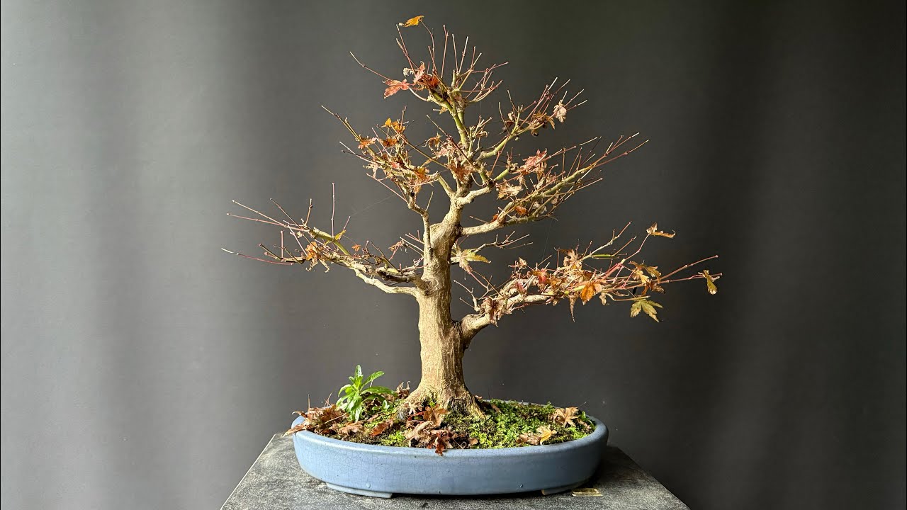 Autumn Work on old Acer Palmatum | The Bonsai Area |
