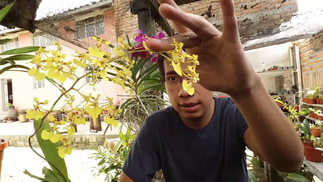 ¿Cómo cuidar y mantener orquídeas Oncidium? || Orquiplanet