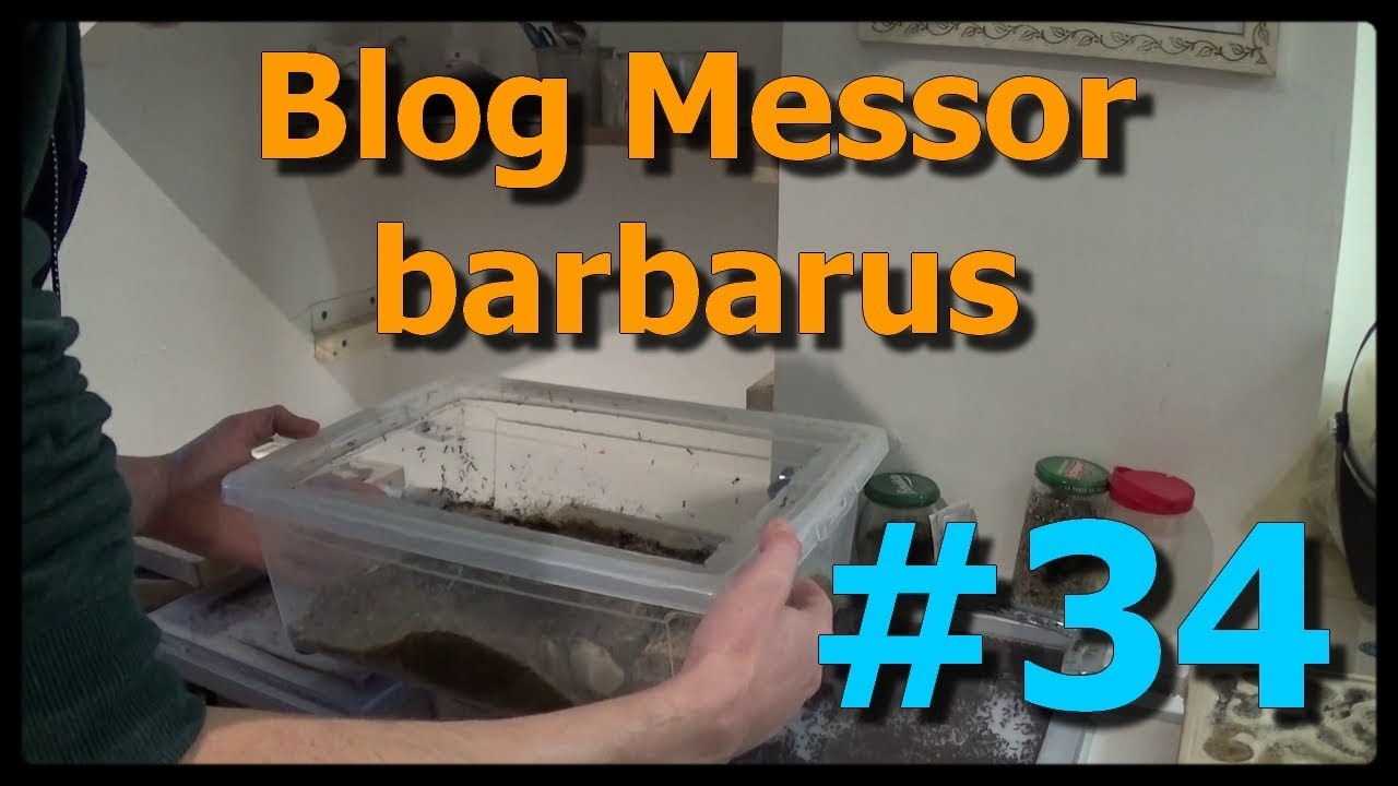 Blog Messor barbarus # 34 - Suppression de la petite ADC