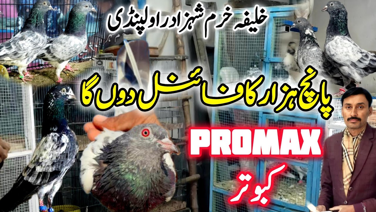 Supar Quality Kabootar Khobsurat Collection || 0320-5095-644 || Promax Breeds 🔥🔥🔥