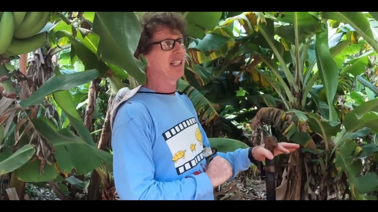 Agro Floresta na fazenda bimini em Rol&acirc;ndia pr parte 1