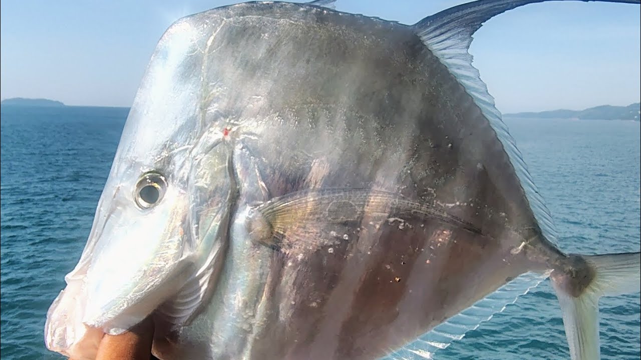 Peixe Galo na ponta grossa Ubatuba litoral norte SP 