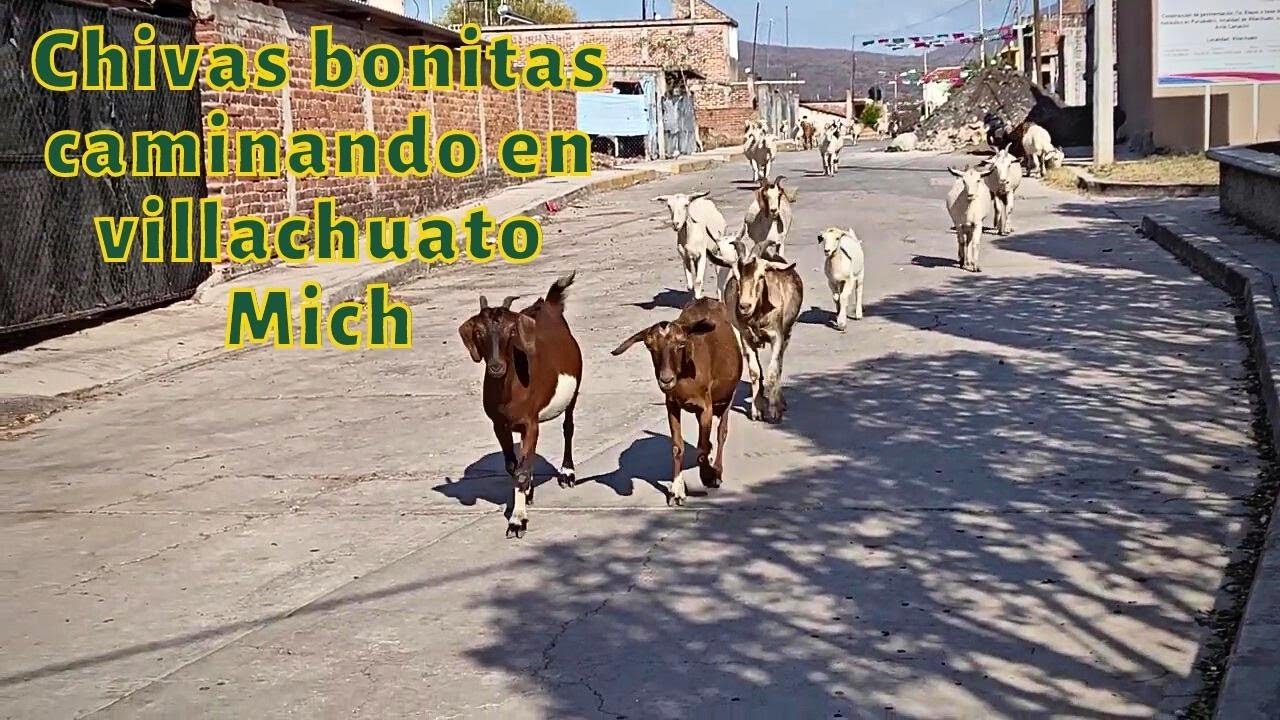 Visitando una granja de chivas en Villachuato mich