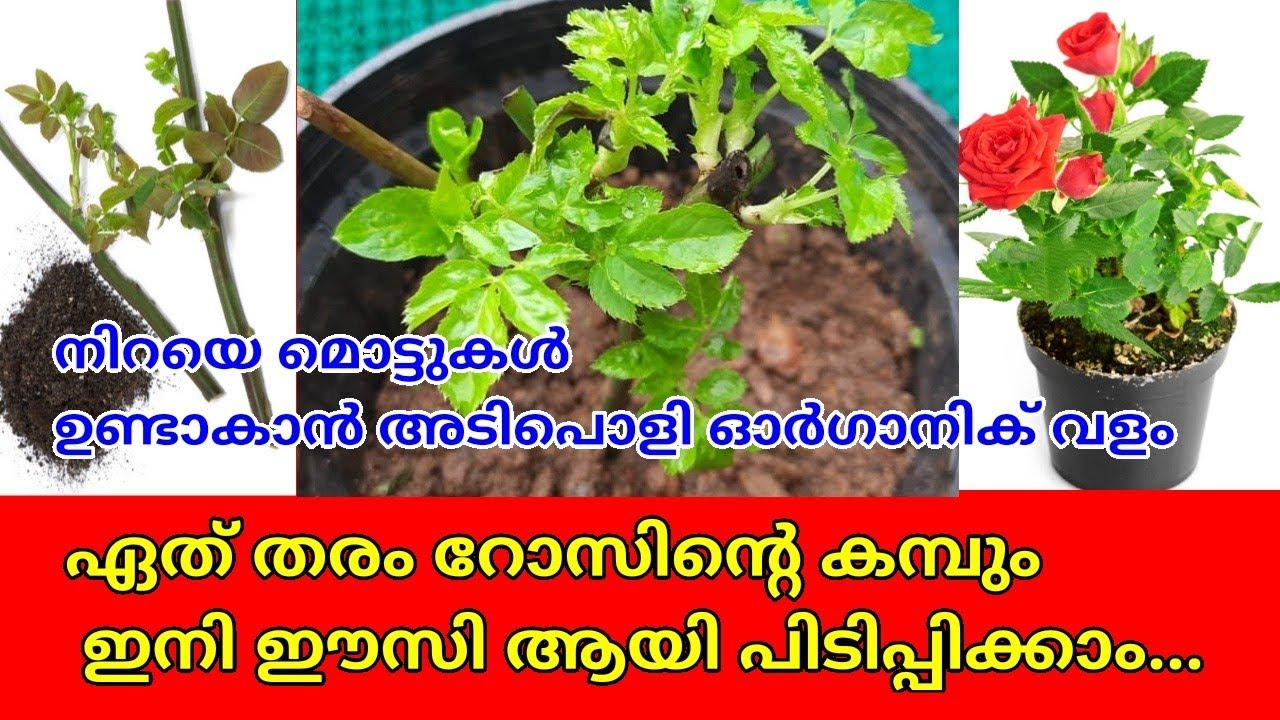 How to grow Rose Plant from Cuttings|Simple way of rose cutting ideas|Grow Roses from stem cuttings