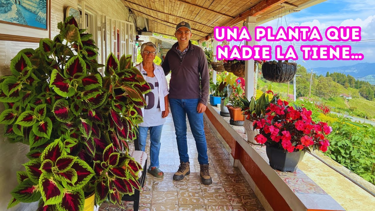 No fertilices tus PLANTAS sin conocer este SECRETO de Nelly, te salvará tu JARDÍN, PLANTA EXTRAÑA|AP