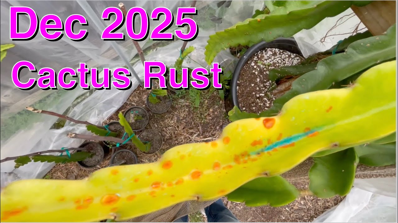 Dragons, середина декабря 2025 г. - Предотвращение ржавчины кактусов