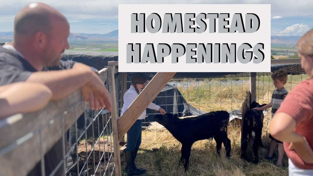 Homestead Happenings - new cows, garden tour, fair week, raw milk yogurt, and more!